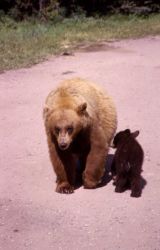 Black bear & cub Image