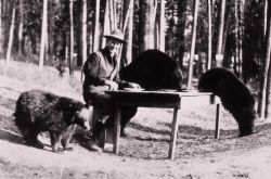 Superintendent Horace Albright sitting at a table with black bears Image