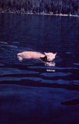 Lynx swimming in lake in Glacier National Park Photo