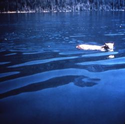 Lynx swimming in lake in Glacier National Park Photo