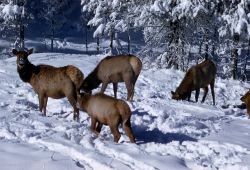 Elk cows Image