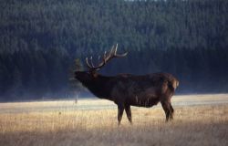 Bull elk bugling Image