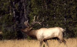 Bull elk bugling Image