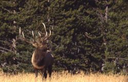 Bull elk bugling Image