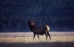 Bull elk bugling Image