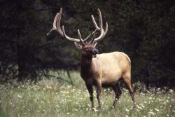 Bull elk Image