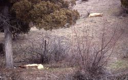 Winter kill elk in Gardner River Canyon Image