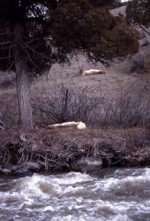 Winter kill elk in Gardner River Canyon Image