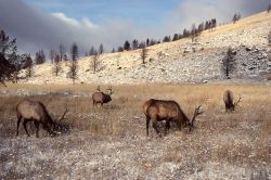 Four bull elk near Lava Creek Image