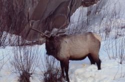 Bull elk in snow Image