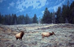 Bull & cow elk Image