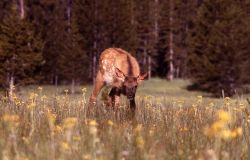 Elk calf Image