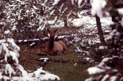 Elk calf Image