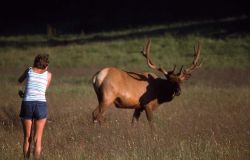 Bull elk & visitor Image