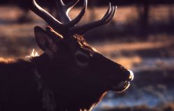 Head silhouette of bull elk Image