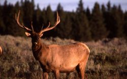 Bull elk Image