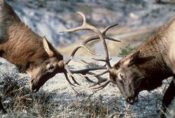 Bull elk sparring Image