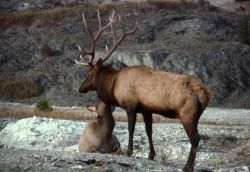 Bull & cow elk Image