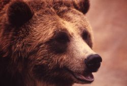 Face of grizzly bear Image