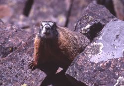 Yellow-bellied Marmot Photo