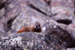 Yellow-bellied Marmot on rock Photo