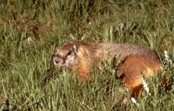 Yellow-bellied Marmot in grass in the Sheepeater Cliff area Photo