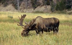 Bull moose Image