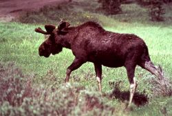 Moose Photo