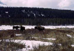 Four moose at Willow Park Image