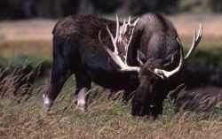 Bull moose Image