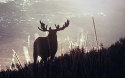 Bull moose Image