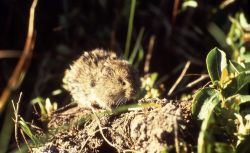 Meadow vole Photo