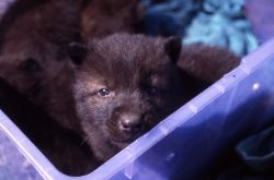 -9's wolf pup at Red Lodge, Montana Image