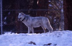 Wolf -39 of Druid pack in Rose Creek pen Image