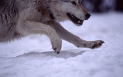 Wolf -10 of the Rose Creek pack in Rose Creek pen Image