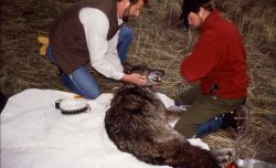 USFWS Joe Fontaine & Mark Johnson with wolf -9 whose den was near Red Lodge. She & pups moved back to Yellowstone National Park Image