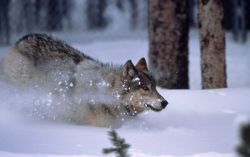 Yellowstone wolf running in snow in Crystal Creek pen Image