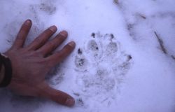 Wolf track in snow Image