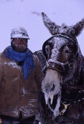 Wrangler Ben Cunningham & Billy the mule taking food to Rose Creek wolf pen in strong wind & -25F Image