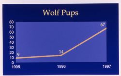 Wolf pups map Image