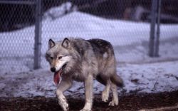 Wolf -10 in the Rose Creek pen Image