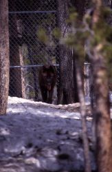 Wolf in Nez Perce pen Image