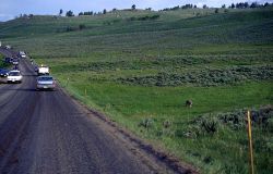 Wolf -163 along road in Lamar Valley Image