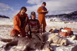 Collaring wolf from the Druid pack Image
