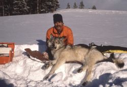 Collaring male wolf -113 from the Chief Joseph pack Image