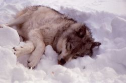 Wolf from the Chief Joseph pack - collaring Image