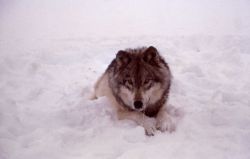 Wolf from the Chief Joseph pack - collaring Image