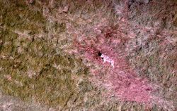 Wolf on kill in Pelican Valley Image