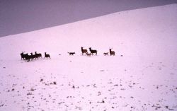 Wolves on elk herd Photo