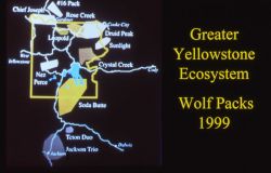 Wolf packs map Image